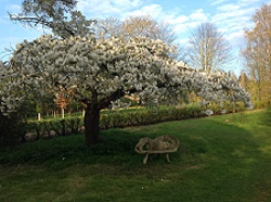 Spring cherry blossom