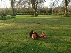 spring chickens