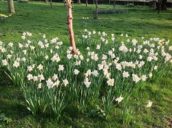 Spring daffodils